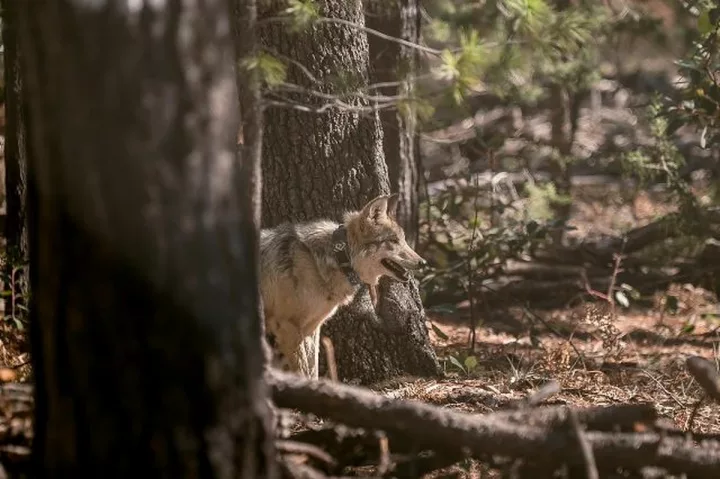 Imagen importada para Secretaría de Recursos Naturales y Medio Ambiente
