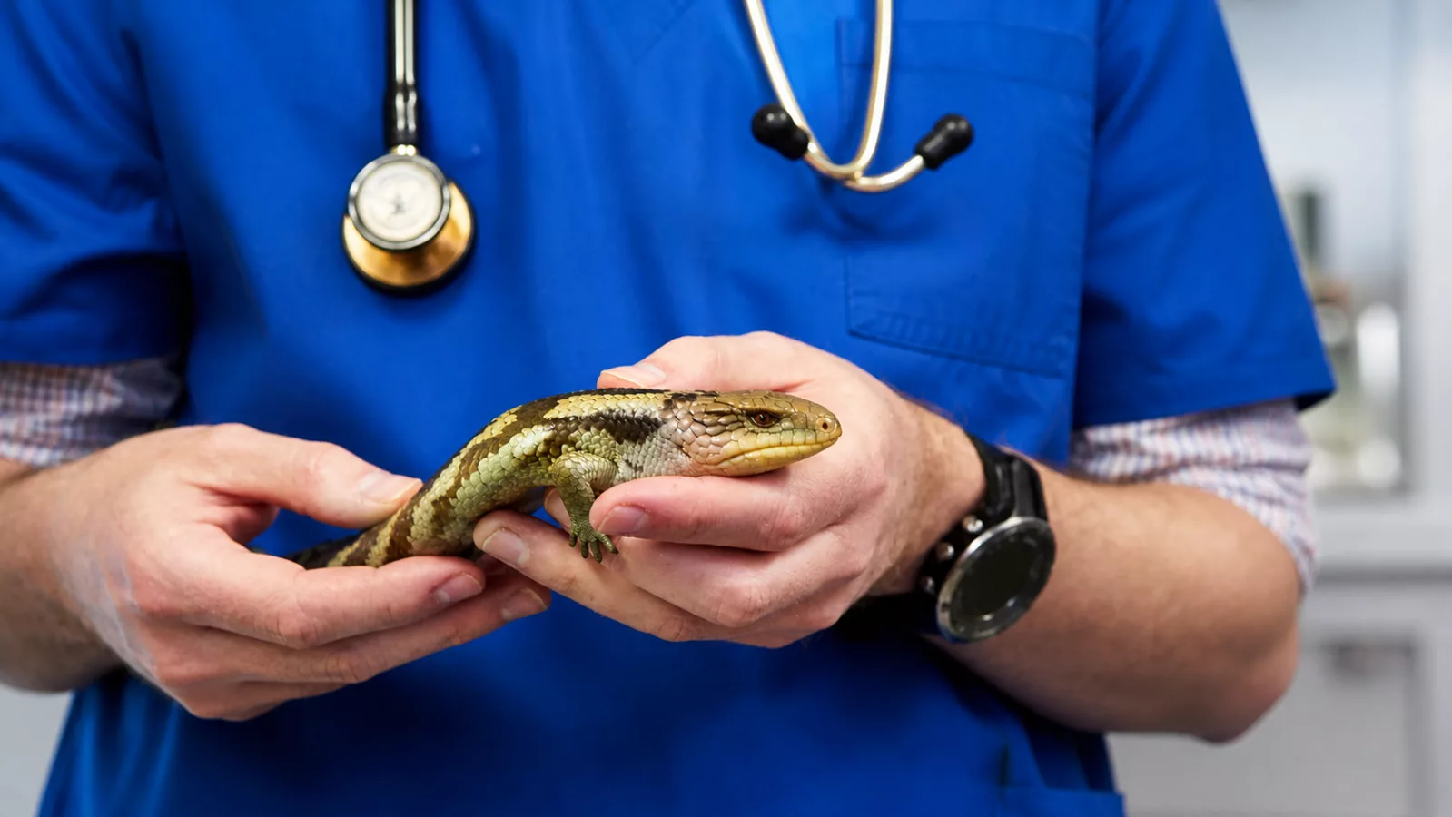 Imagen importada para NOVAPET Hospital de Especialidades